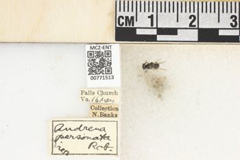 Media type: image;   Entomology 771513 Aspect: Labels